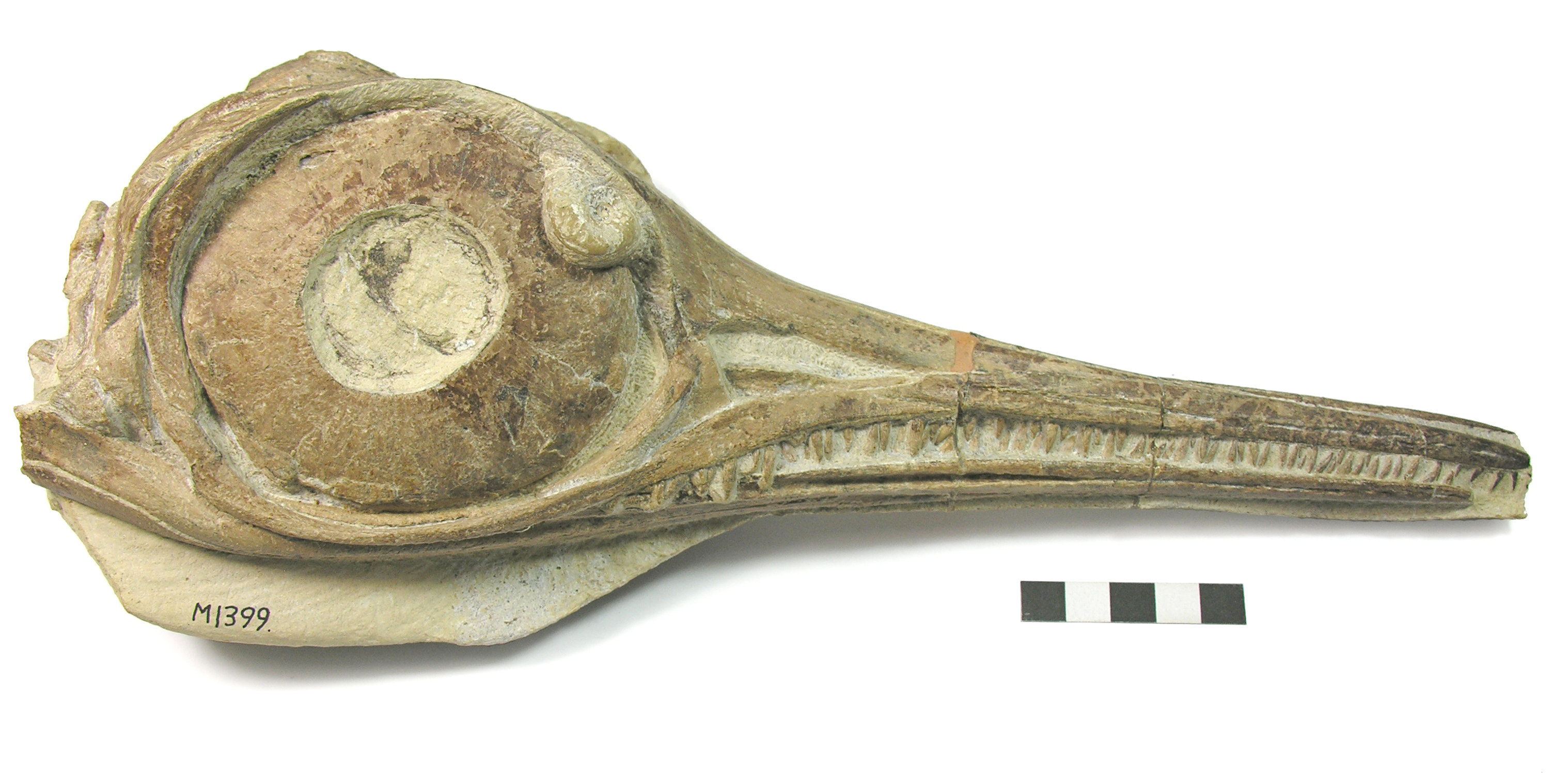 The skull of Ichthyosaurs Hauffiopteryx typicus from the Strawberry Bank Lagerstätt, one of the specimens that were the subject of this study